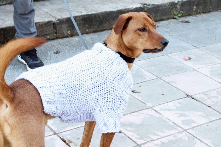 free hand knit dog sweater patterns