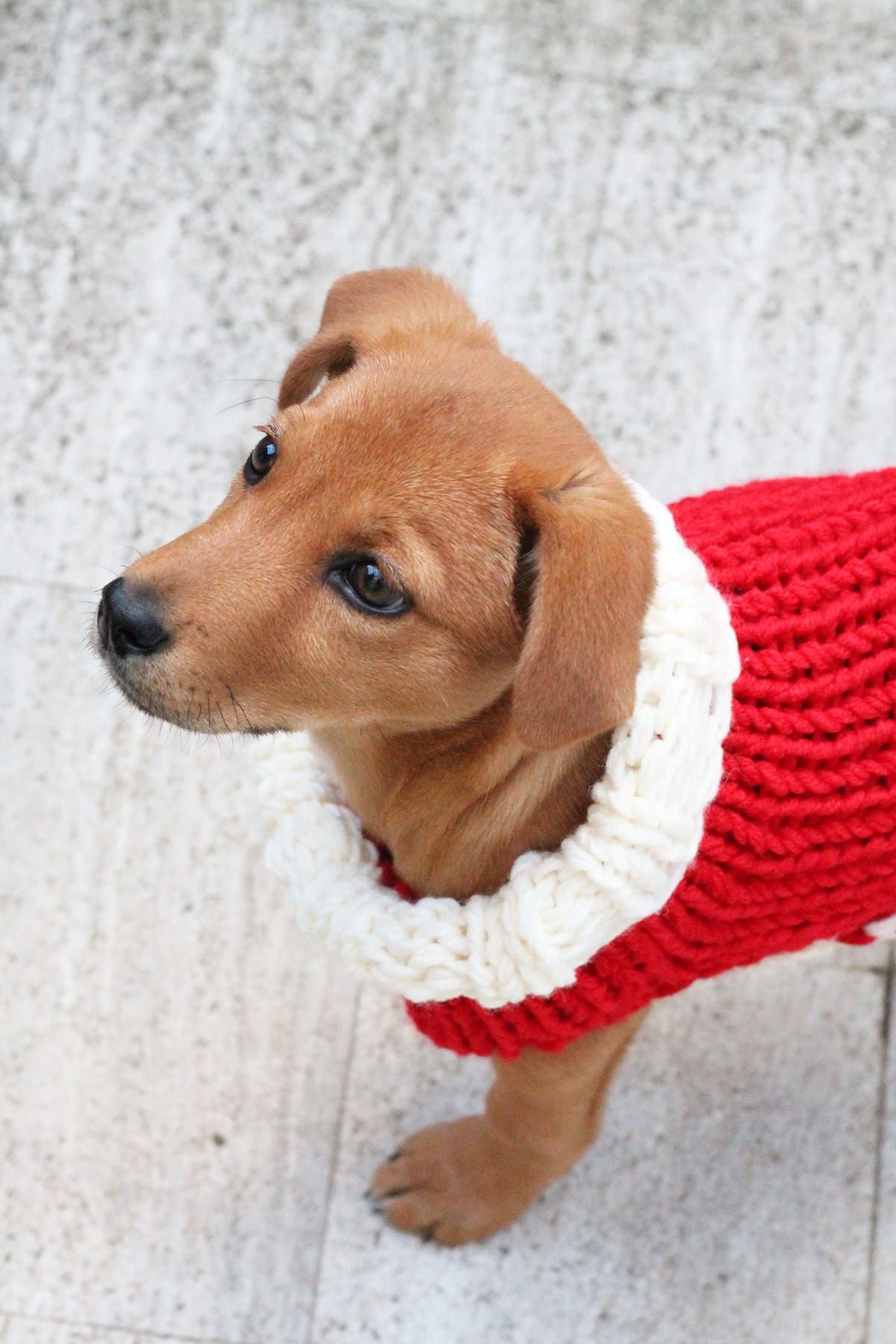 Puppy Sweater Knitting Pattern (XS Puppy) - Handy Little Me