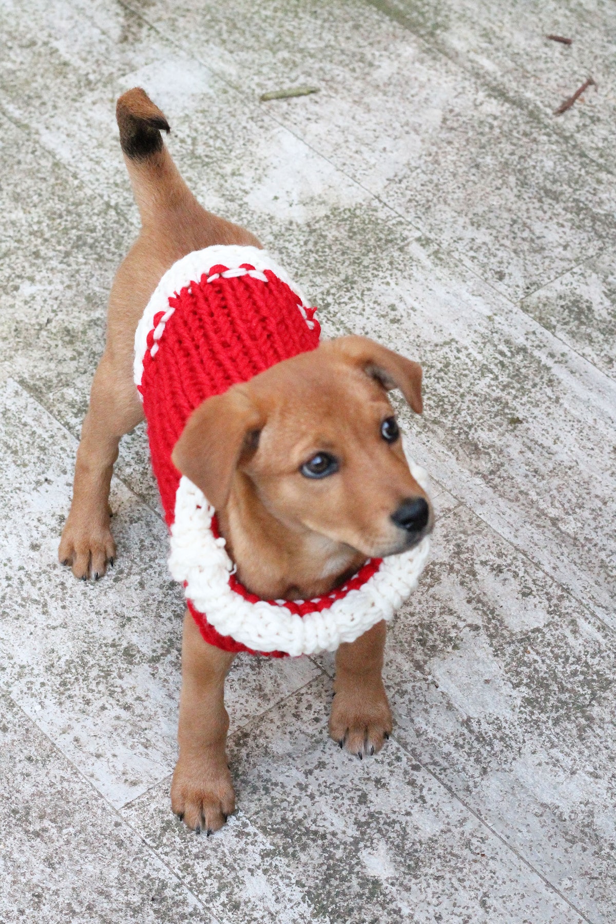 christmas-puppy-sweater-knitting-pattern-free-knitting-patterns