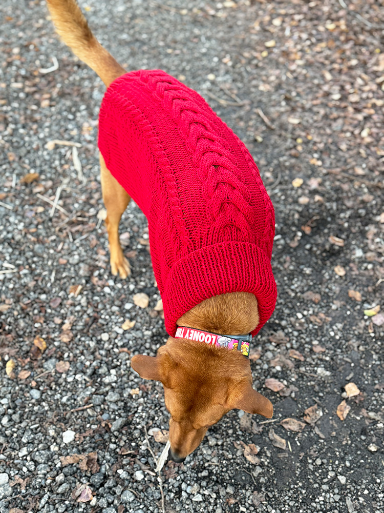 Classic Cable Knit Dog Sweater  Exclusively large dog sweaters