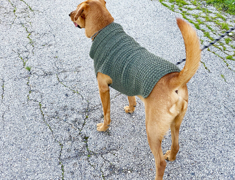 Dog Sweater Knitting Pattern {Straight Needles} Handy Little Me