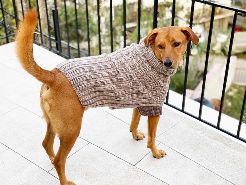 10 Beautiful Fall Dog Sweater Knitting Patterns - Handy Little Me