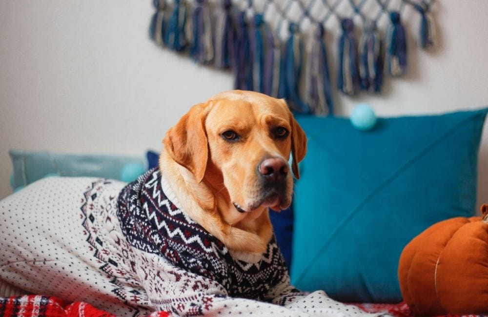 Dandy Dog Sweater: Easy Crochet Dog Sweater Pattern