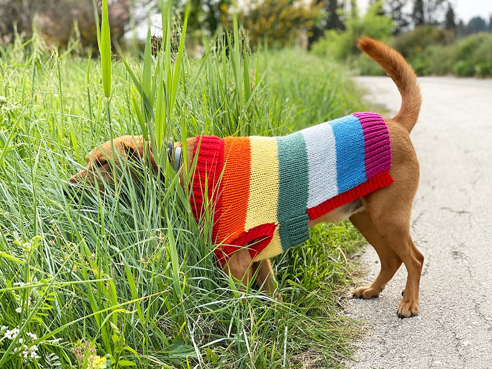 Dog Jumper Knitting Pattern - Rainbow Stripes - Handy Little Me